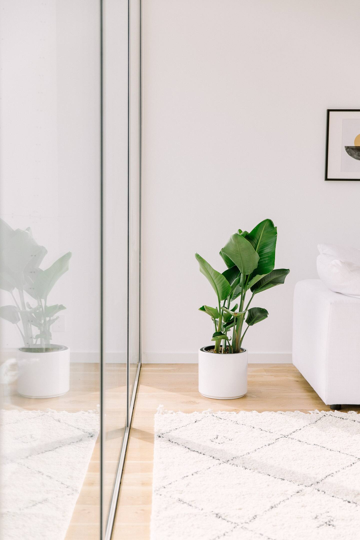salon blanc avec plantes vertes salon blanc avec plantes vertes