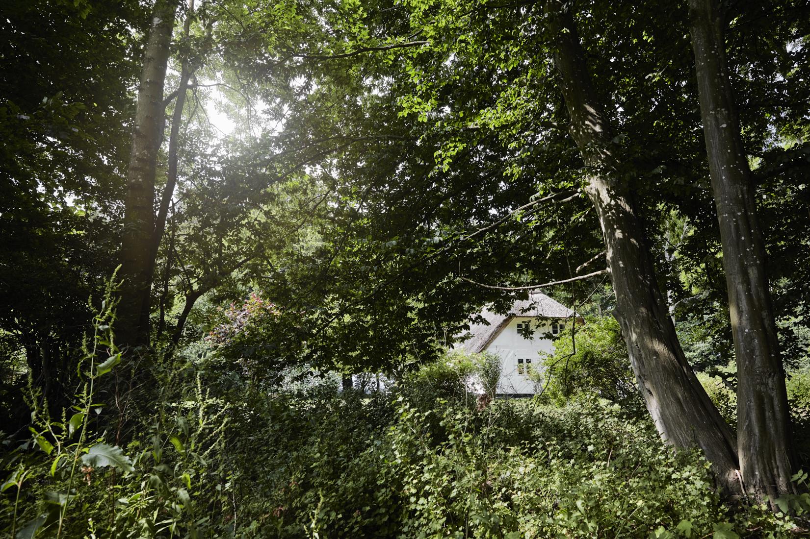 maison au toit de chaume dans forêt maison au toit de chaume dans forêt