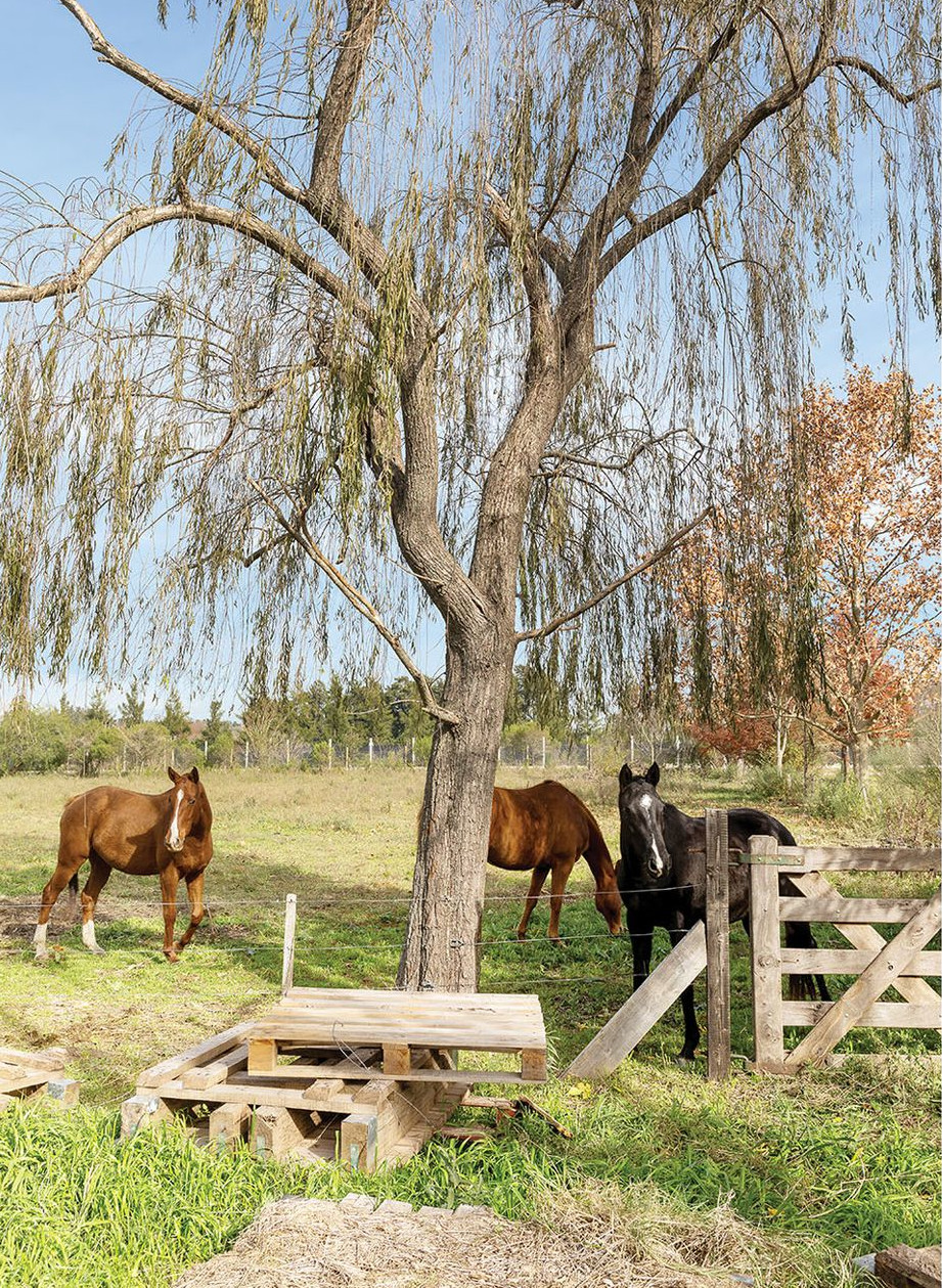 pré avec chevaux en Argentine