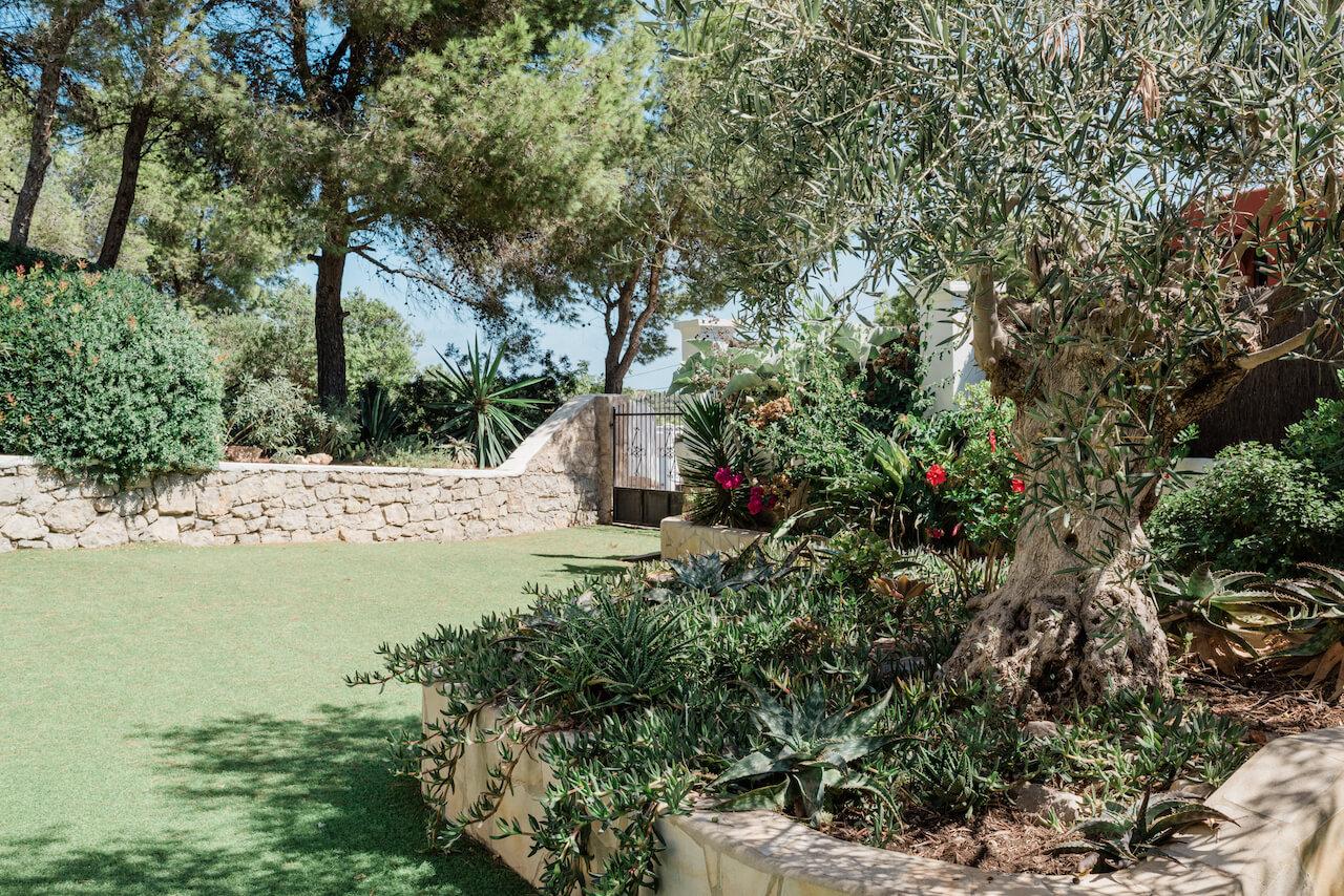 jardin avec oliviers et pins parasols jardin avec oliviers et pins parasols
