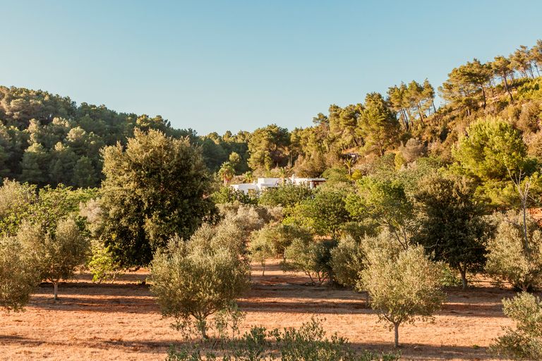 jardin Finca Can Marti Ibiza