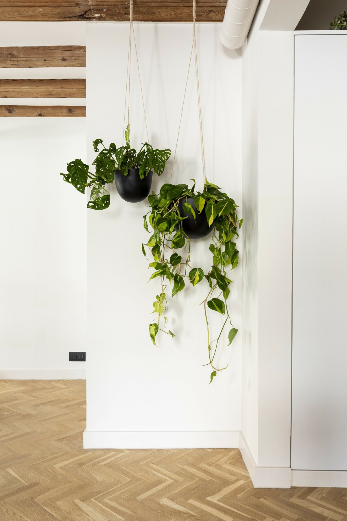 plantes dans pot suspendu plantes dans pot suspendu