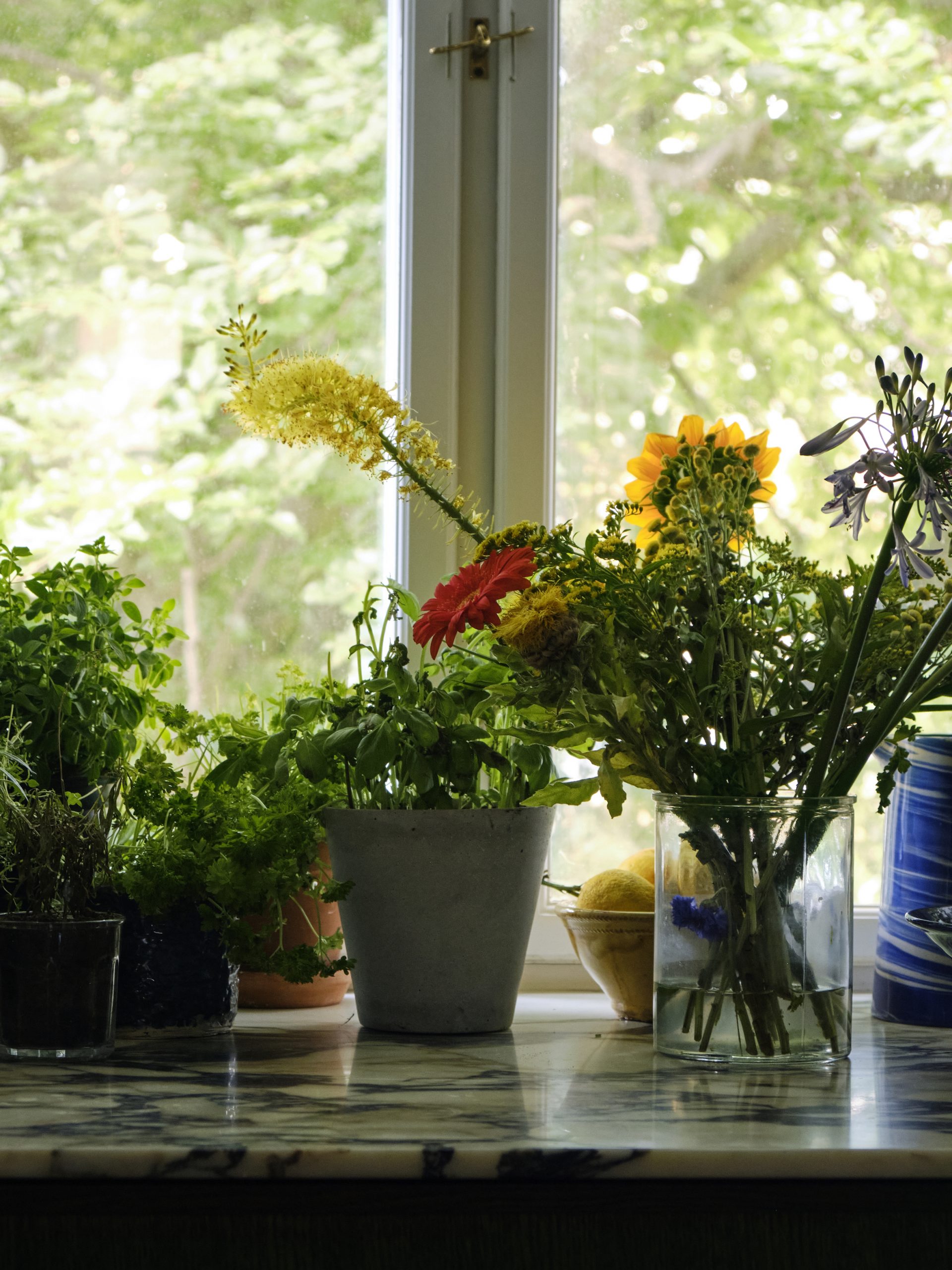 bord de fenêtre avec plantes