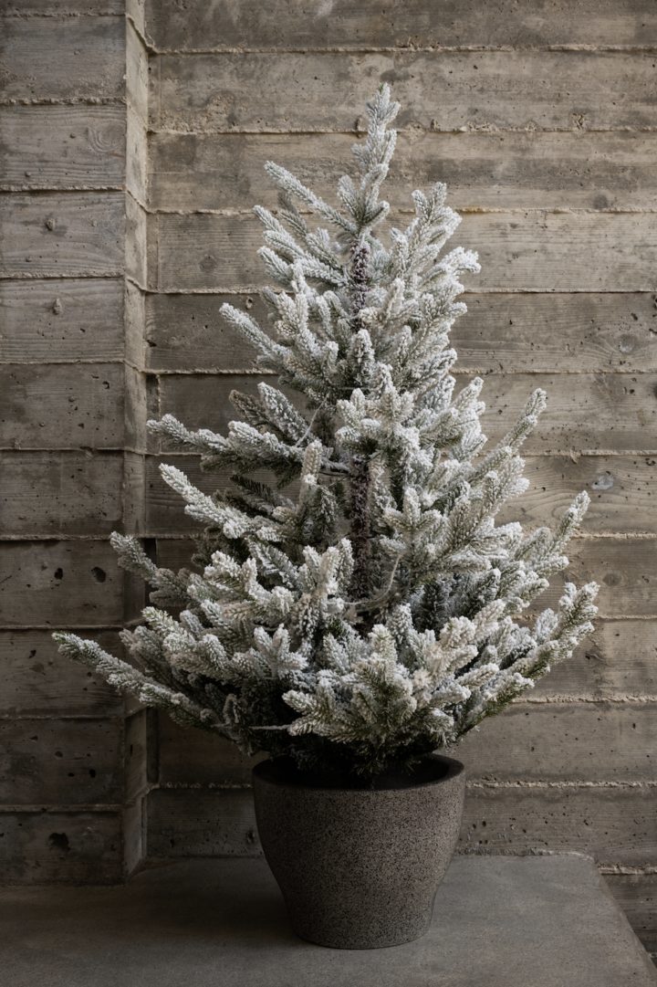 sapin blanc sur terrasse sapin blanc sur terrasse