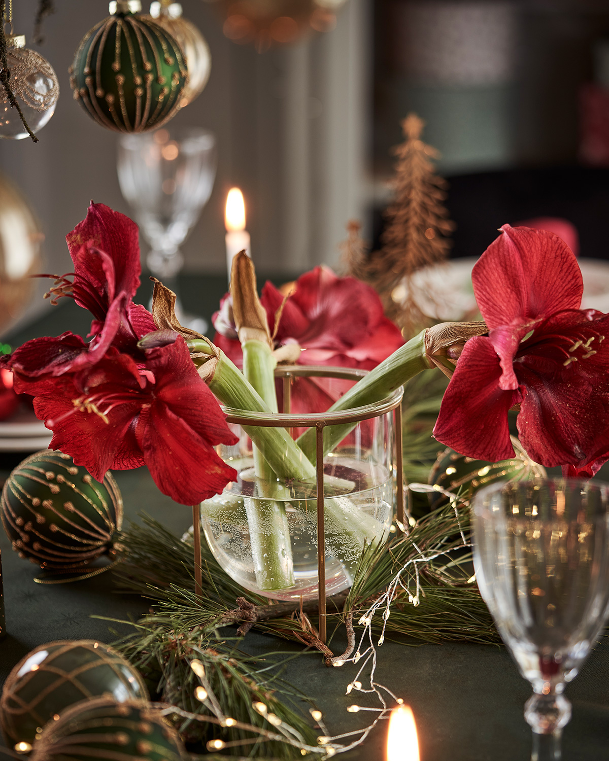 amaryllis Noël 
