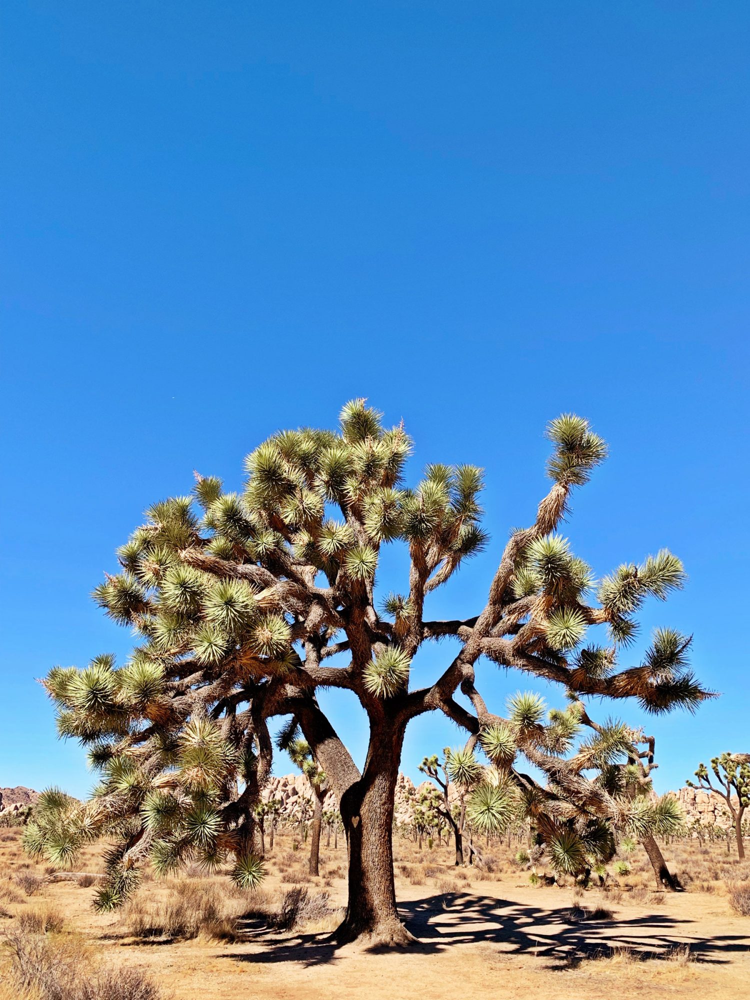 Paysage Joshua Tree