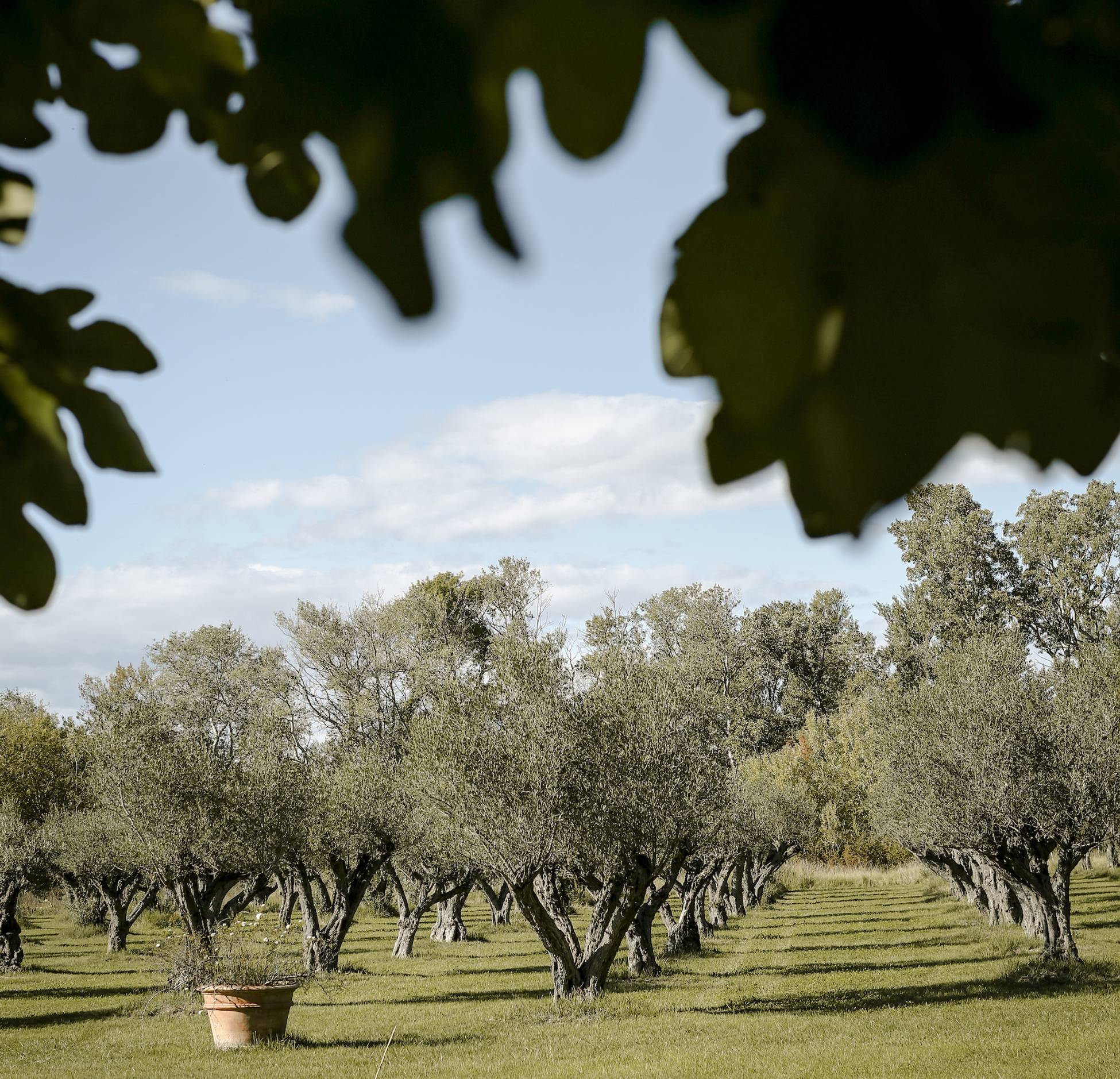 champ d champ d'oliviers en Provence