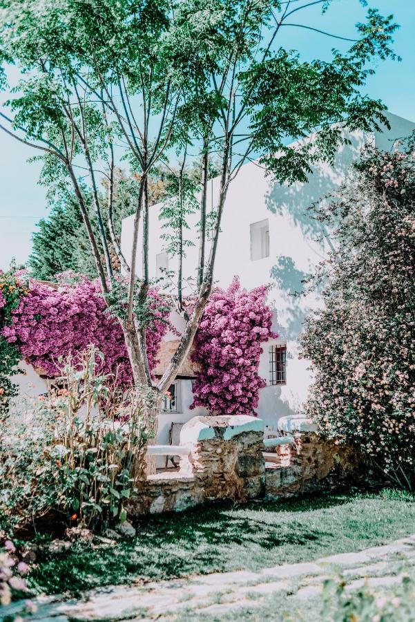 jardin avec bougainvillée jardin avec bougainvillée