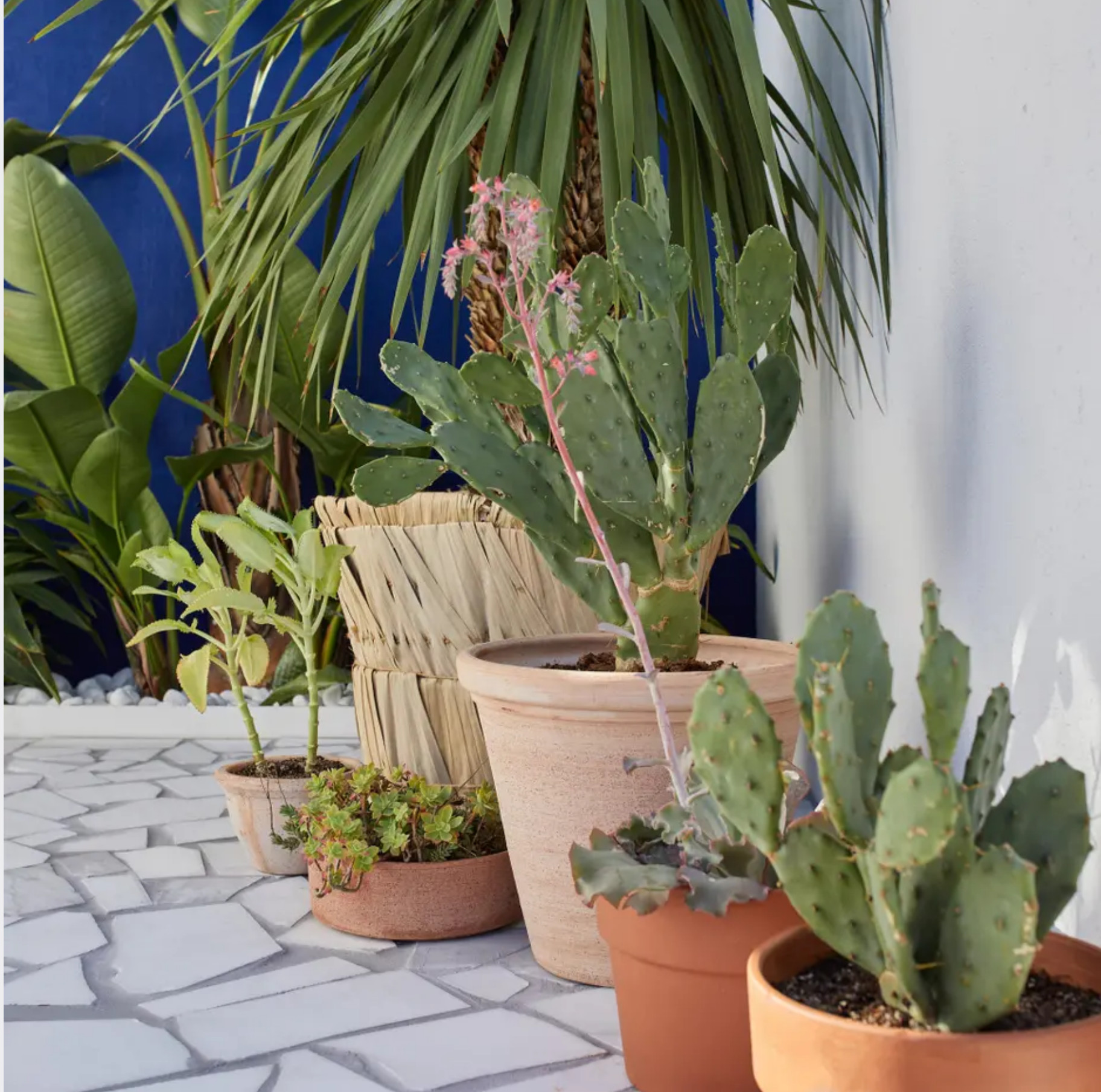 patio aménagé avec plantes grasses