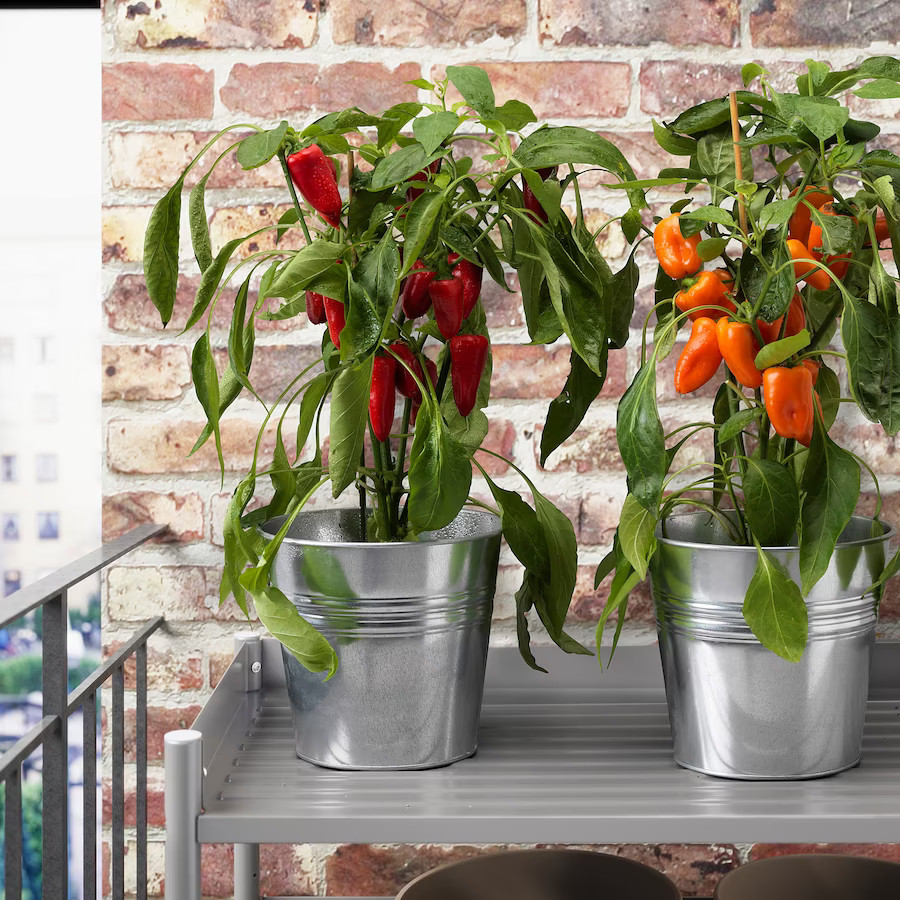 plantes en pots