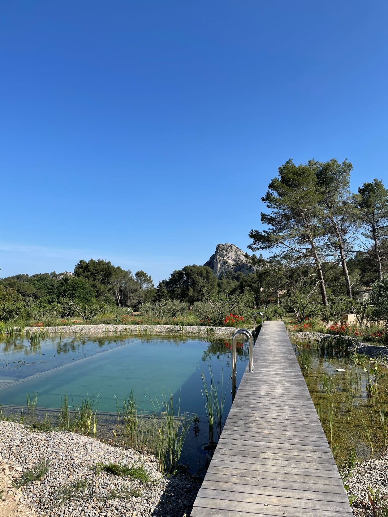 bassin de baignade filtré naturellement bassin de baignade filtré naturellement
