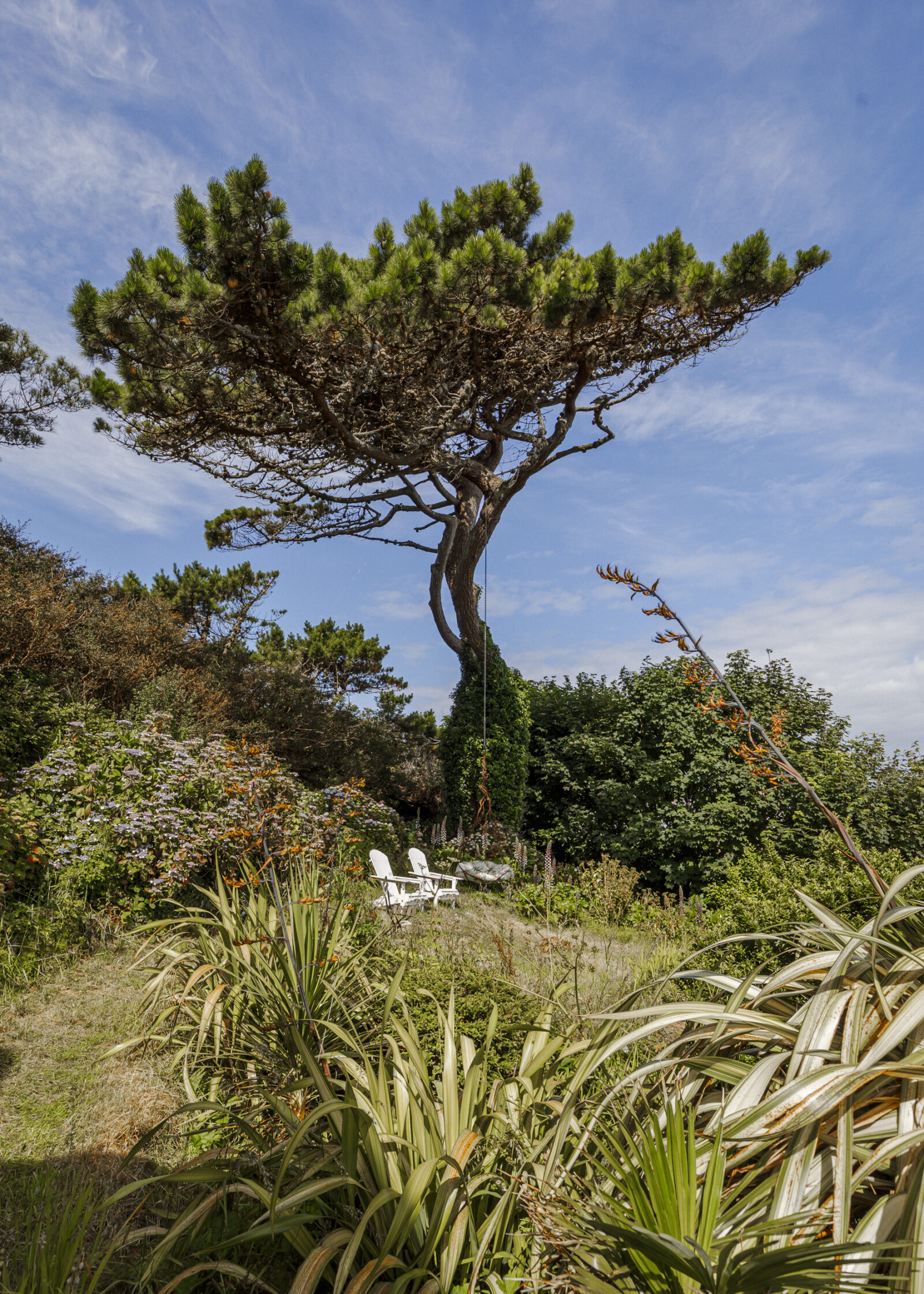 jardin avec pin parasol jardin avec pin parasol