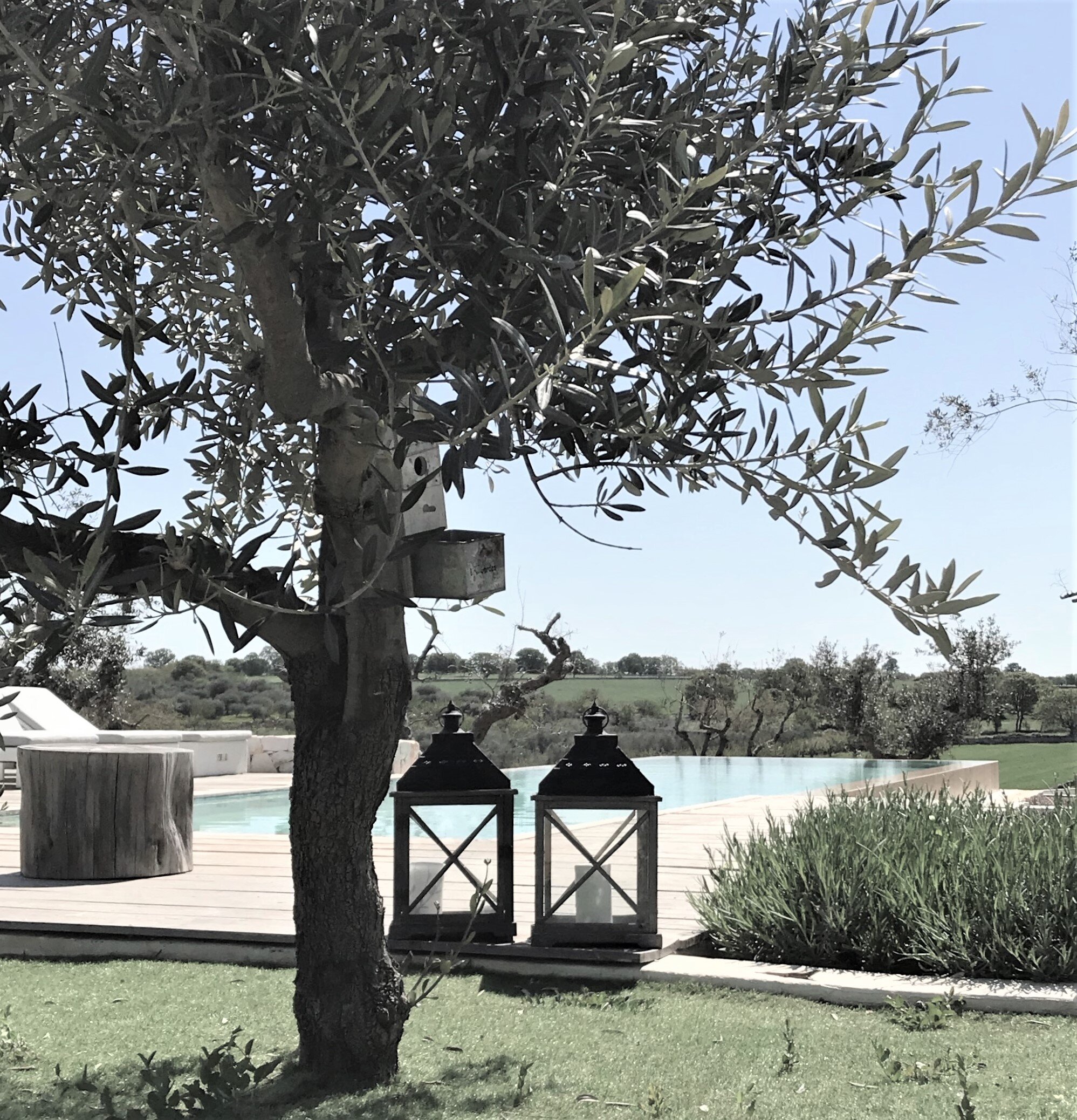 piscine avec oliviers Trullo Piccolo Pouilles piscine avec oliviers Trullo Piccolo Pouilles