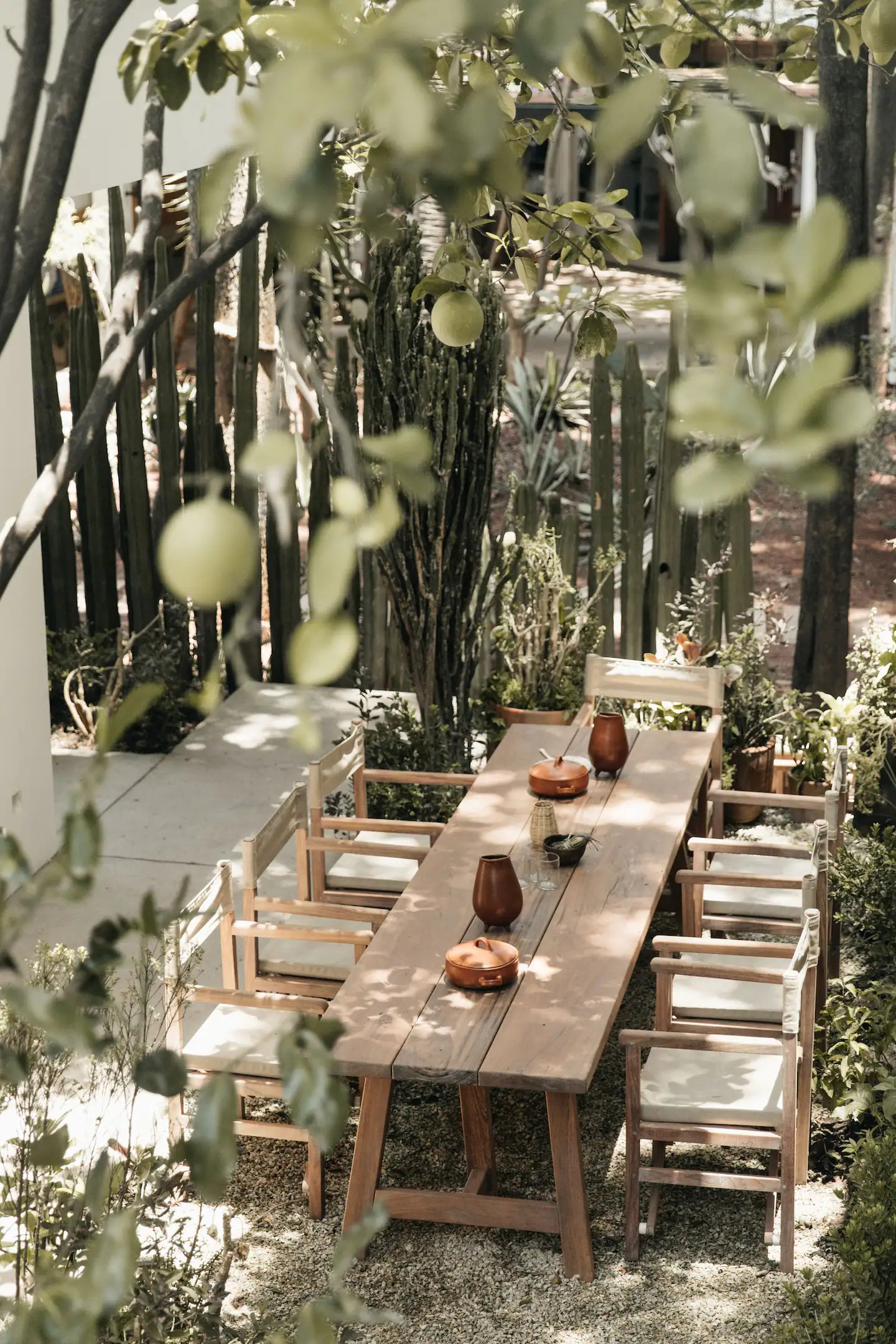 jardin avec cactus