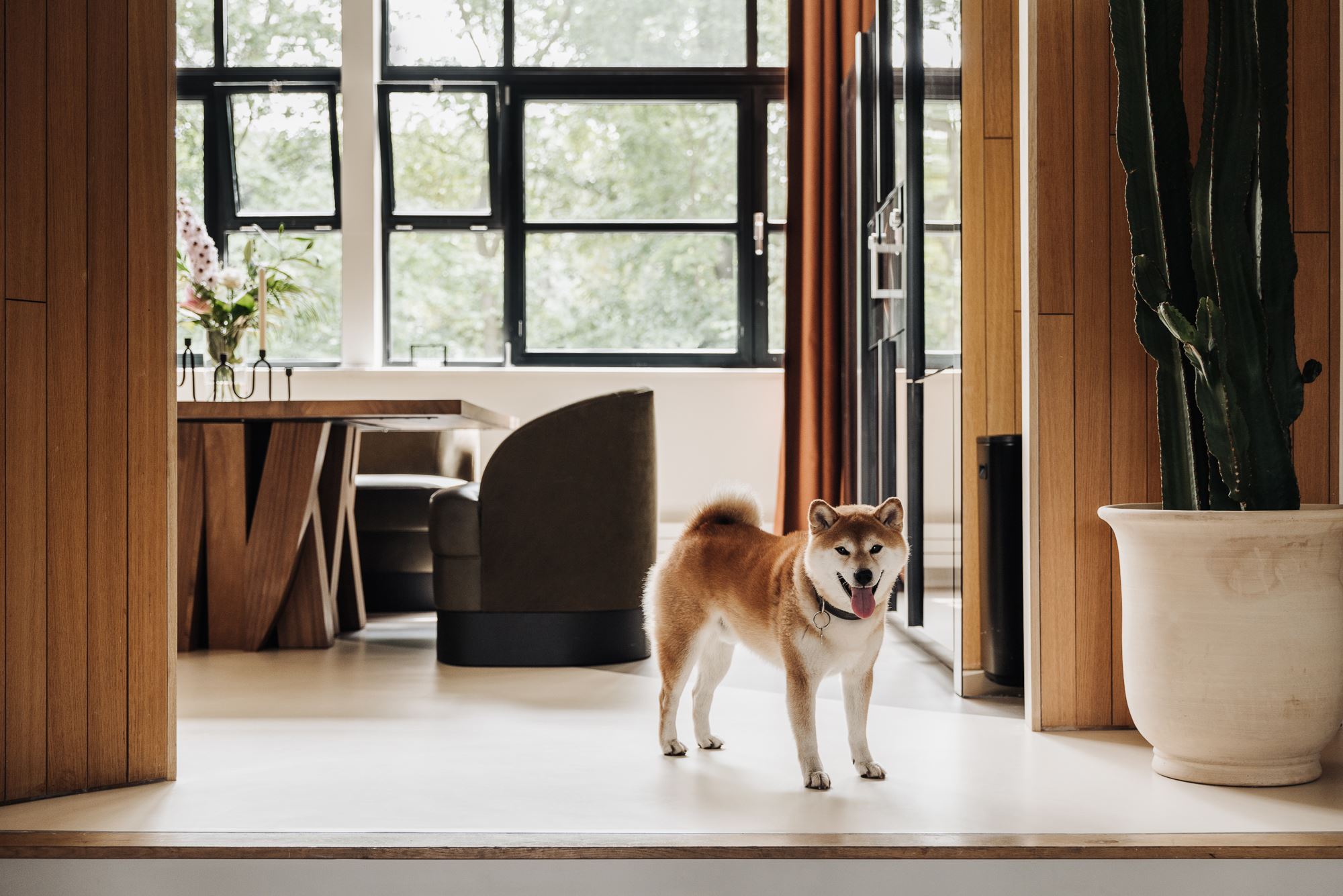 maison design avec chien Inu Shiba