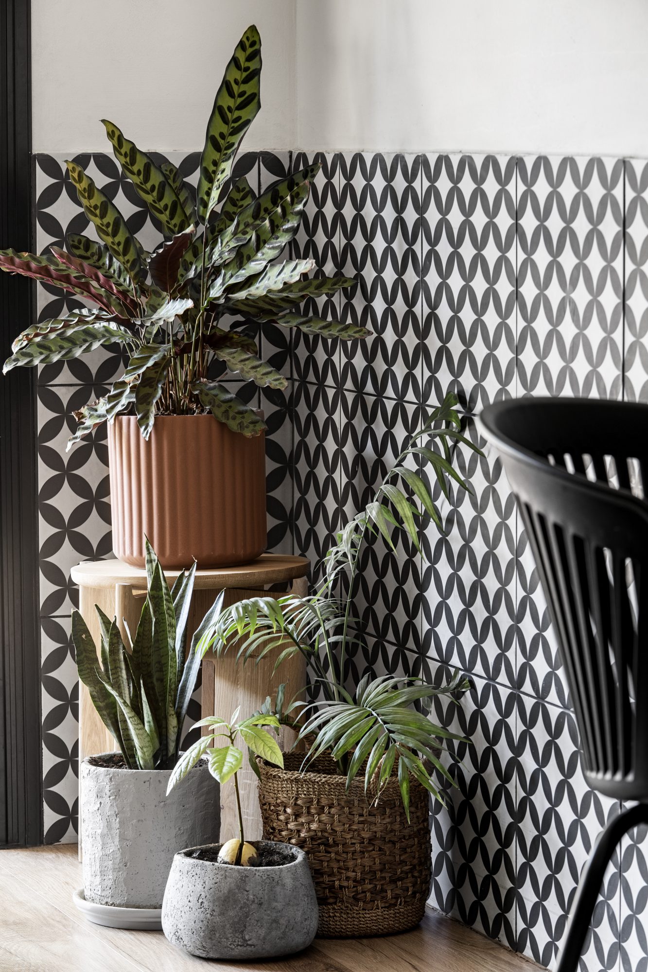 salon avec plantes vertes