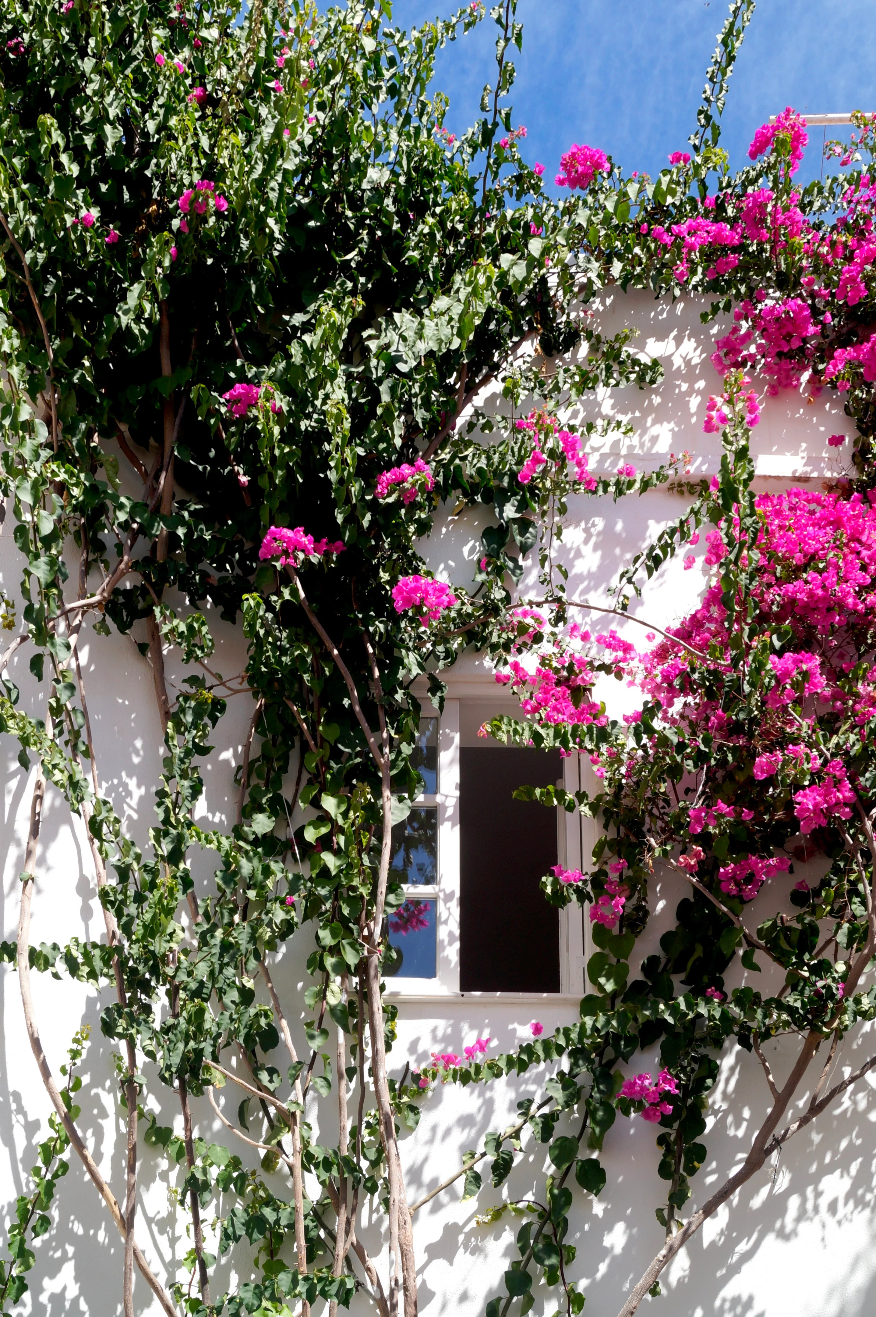 façade fleurie maison de ville au Portugal façade fleurie maison de ville au Portugal