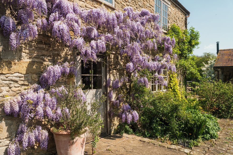 façade avec vieille glycine maison de campagne