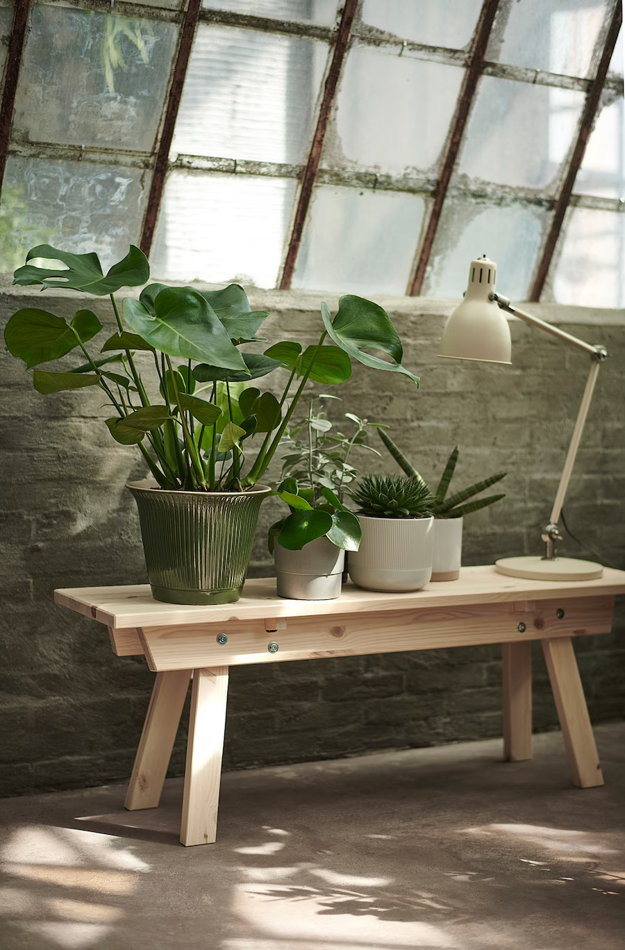 plante verte Monstera IKEA plante verte Monstera IKEA
