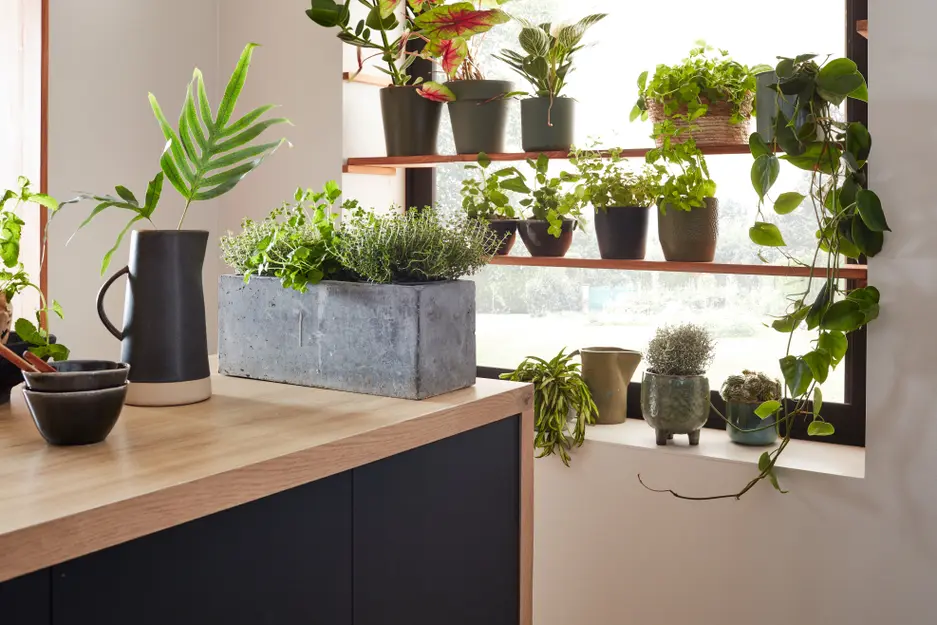 plantes devant fenêtre