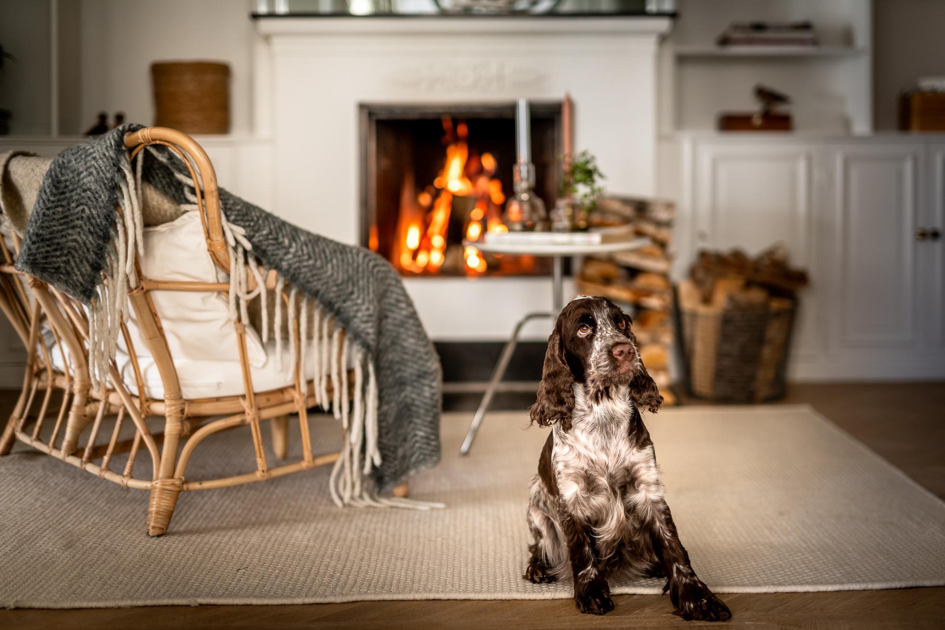 salon avec chien et feu de cheminée salon avec chien et feu de cheminée