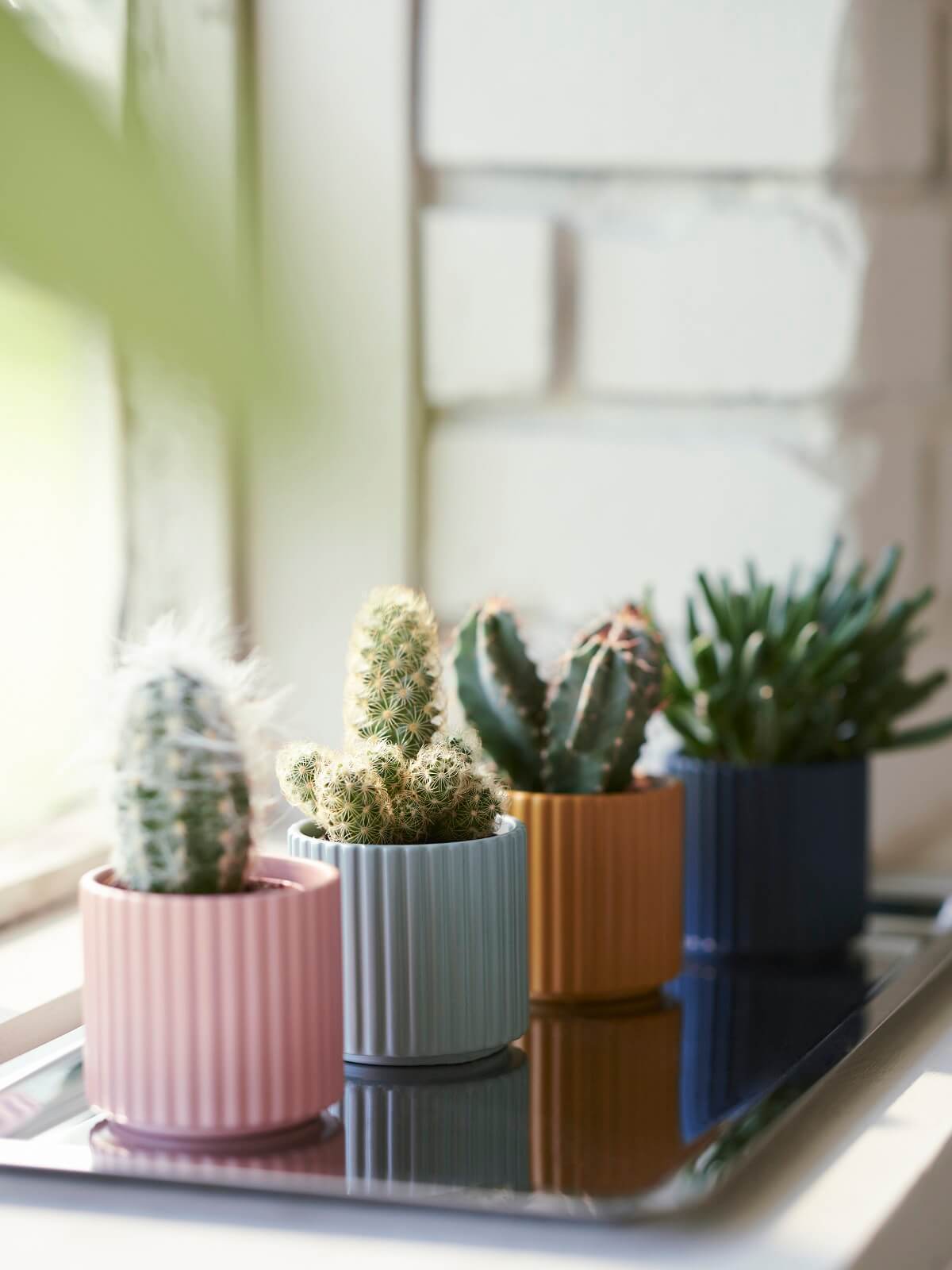 pot IKEA 2024 collection DAKSJUS plantes pot IKEA 2024 collection DAKSJUS plantes