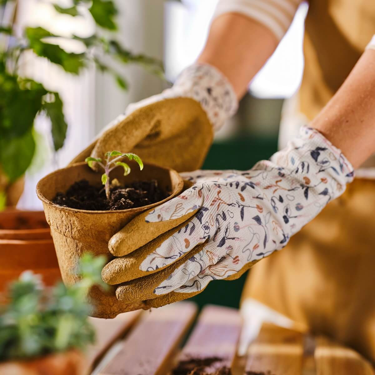 IKEA 2024 collection DAKSJUS plantes IKEA 2024 collection DAKSJUS plantes