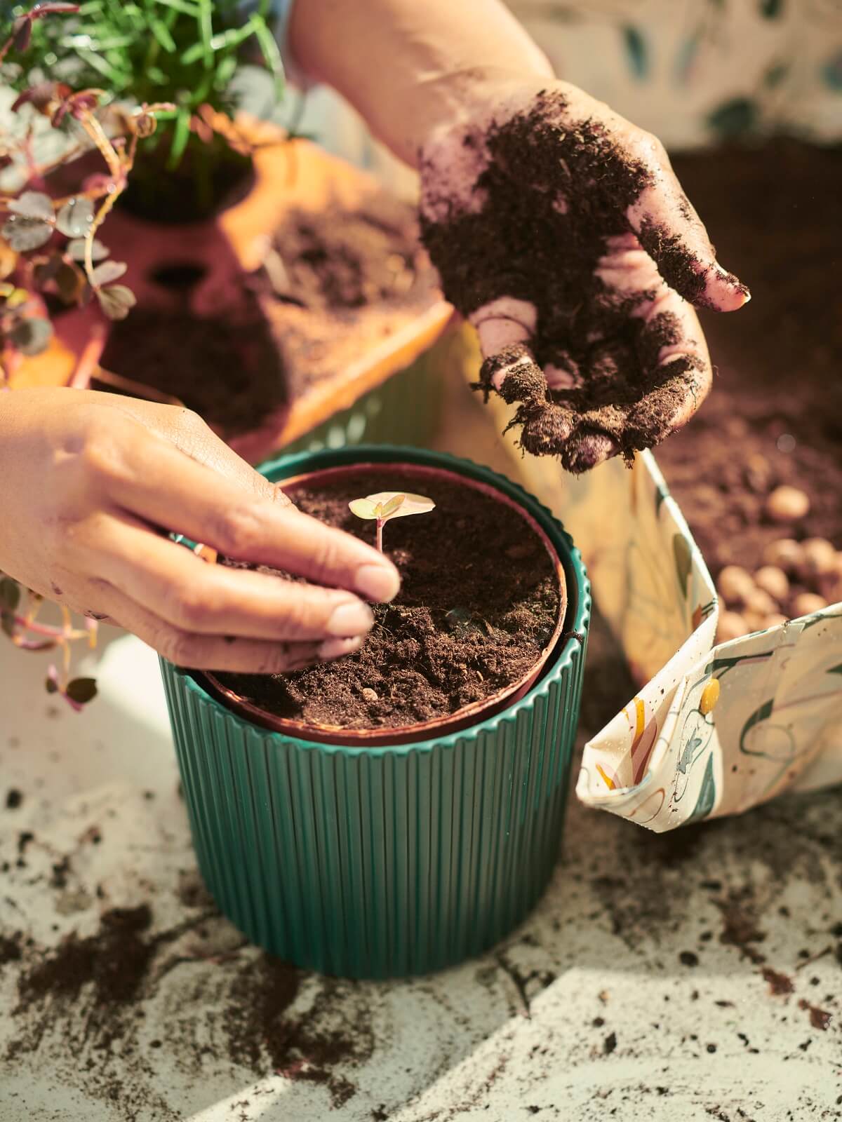 IKEA 2024 collection DAKSJUS plantes IKEA 2024 collection DAKSJUS plantes
