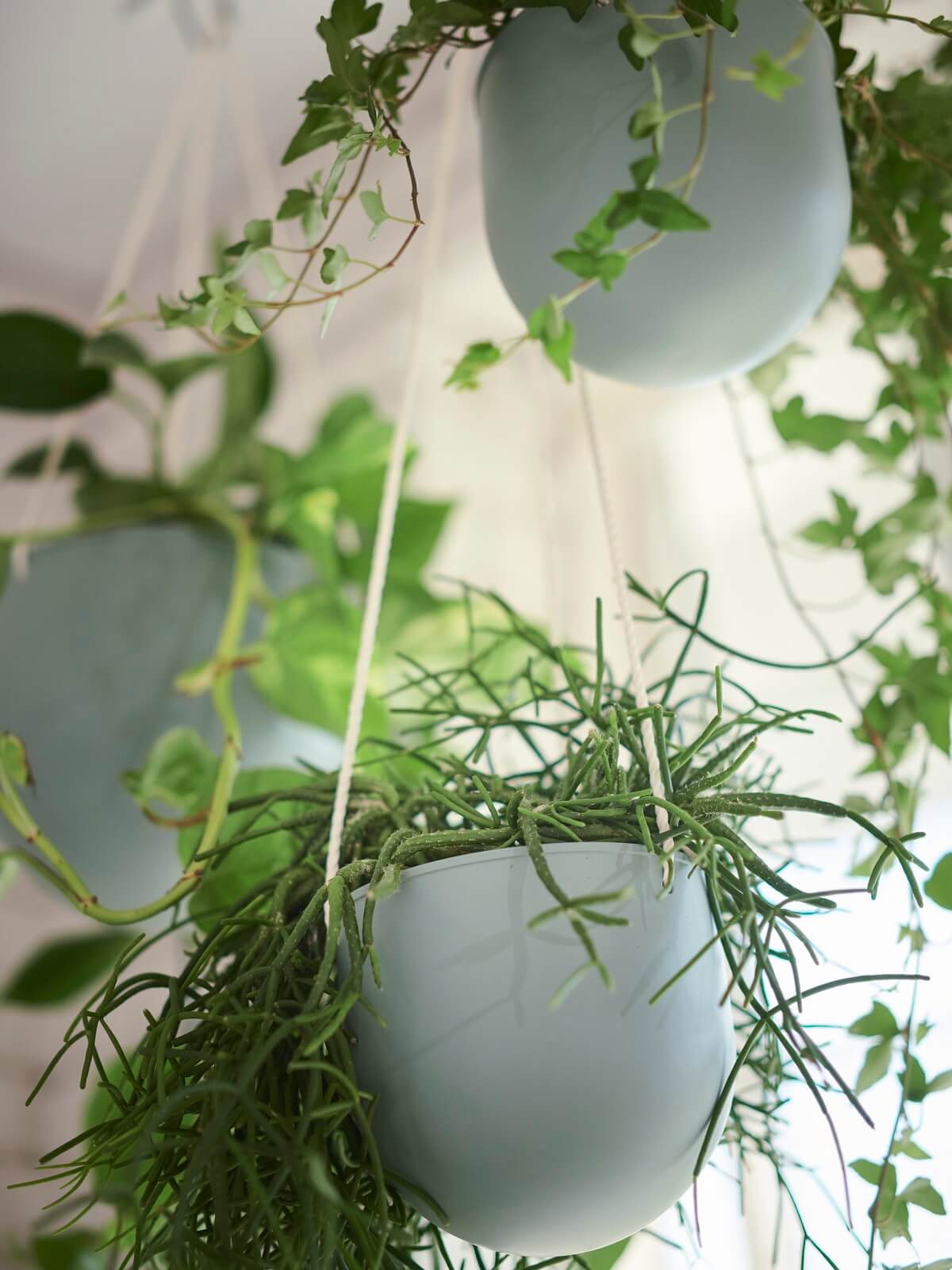 porte-plantes design IKEA 2024 collection DAKSJUS plantes porte-plantes design IKEA 2024 collection DAKSJUS plantes