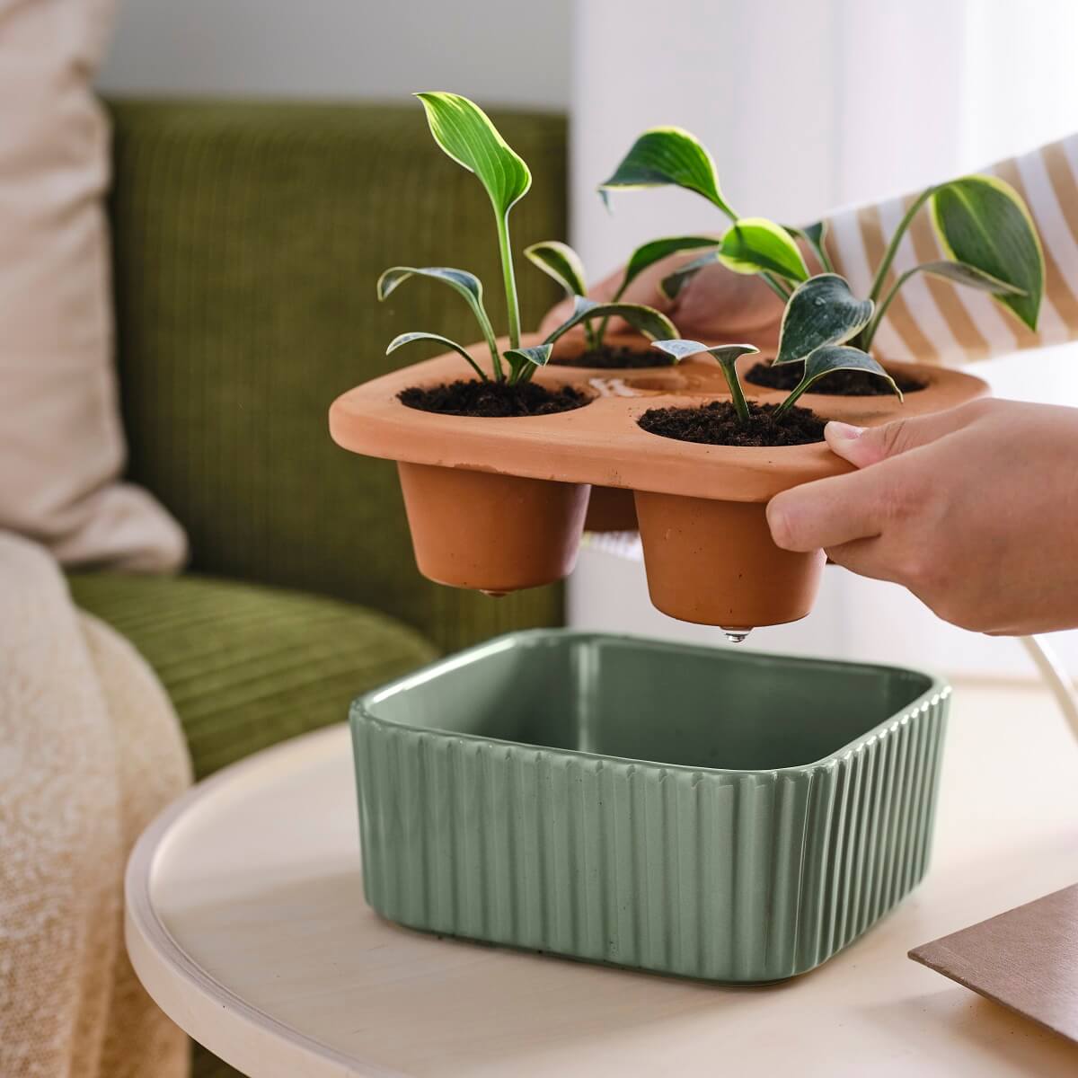 IKEA 2024 collection DAKSJUS plantes IKEA 2024 collection DAKSJUS plantes