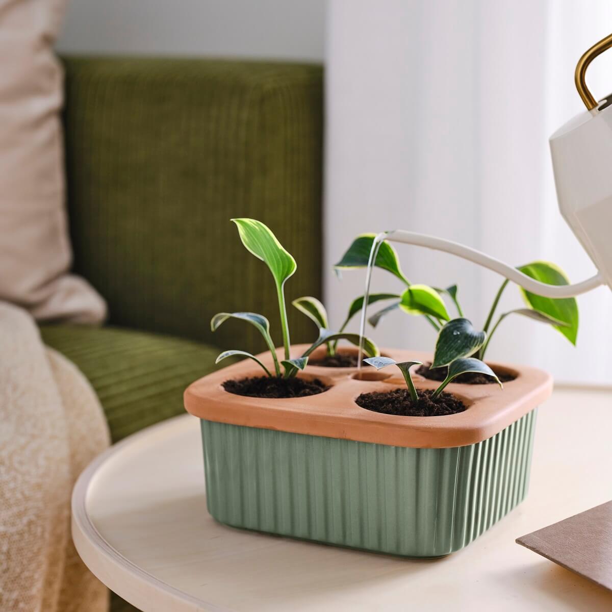 IKEA 2024 collection DAKSJUS plantes IKEA 2024 collection DAKSJUS plantes