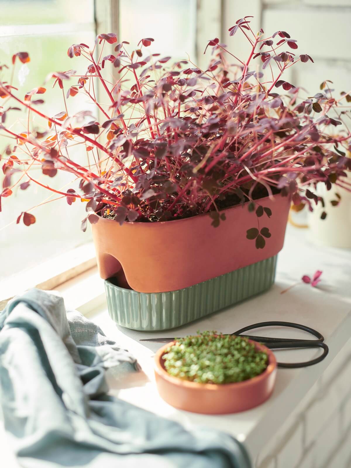 pot plantes IKEA 2024 collection DAKSJUS plantes pot plantes IKEA 2024 collection DAKSJUS plantes