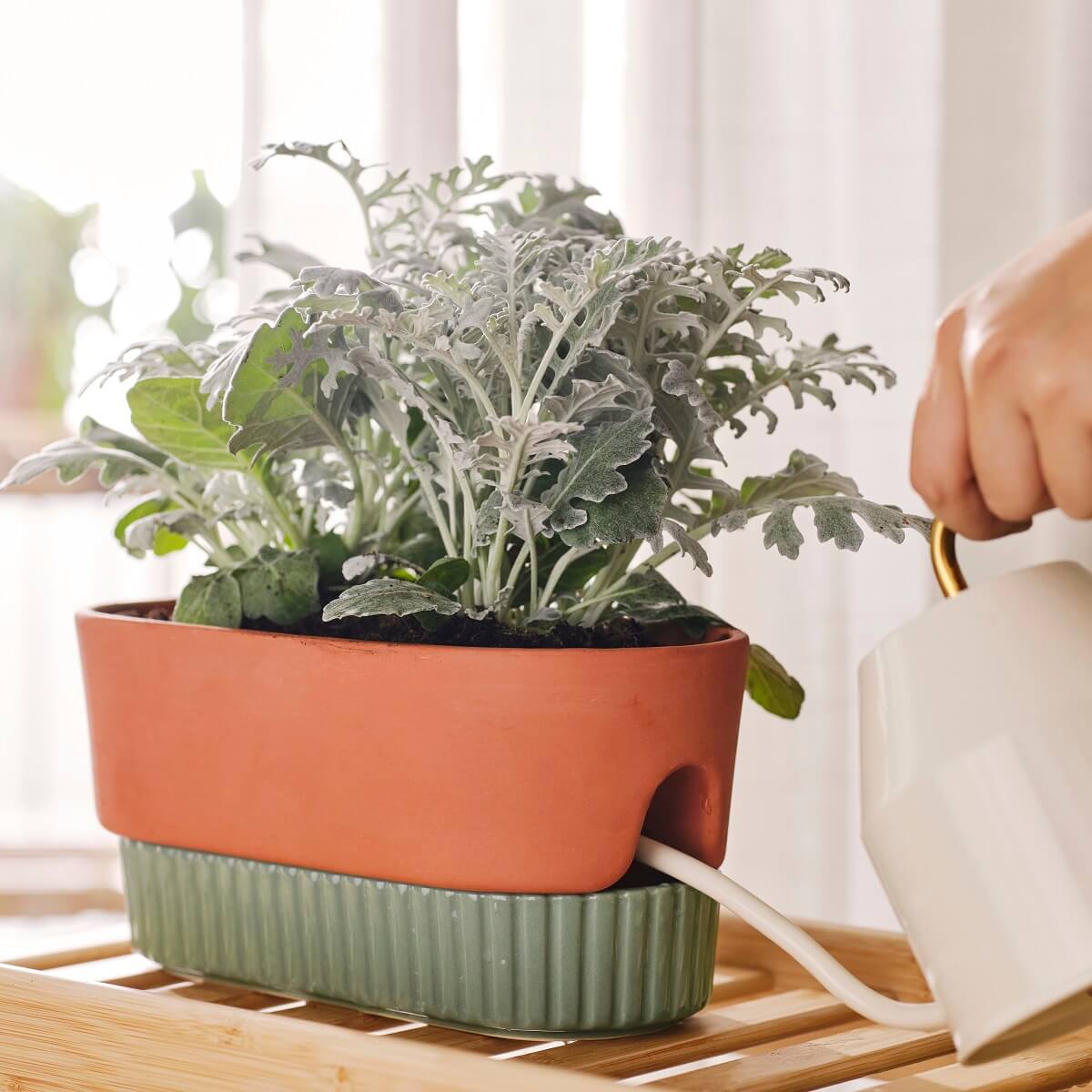 pot plante IKEA 2024 collection DAKSJUS plantes pot plante IKEA 2024 collection DAKSJUS plantes