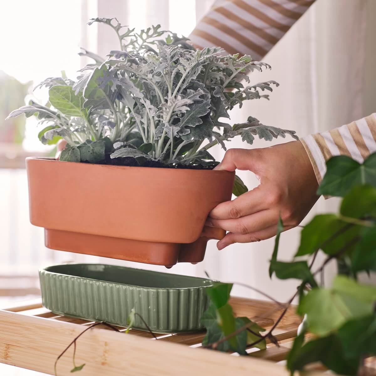 pot plantes IKEA 2024 collection DAKSJUS plantes pot plantes IKEA 2024 collection DAKSJUS plantes