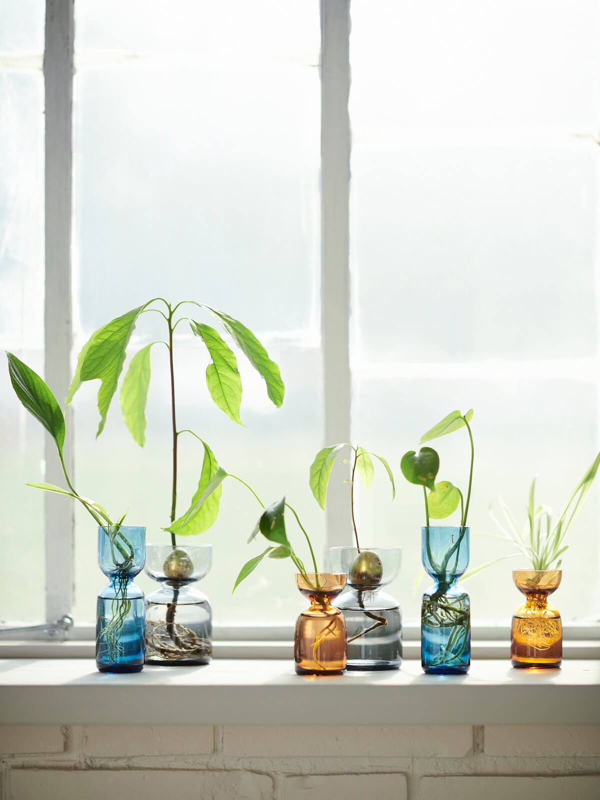 petit vase verre IKEA 2024 collection DAKSJUS plantes petit vase verre IKEA 2024 collection DAKSJUS plantes