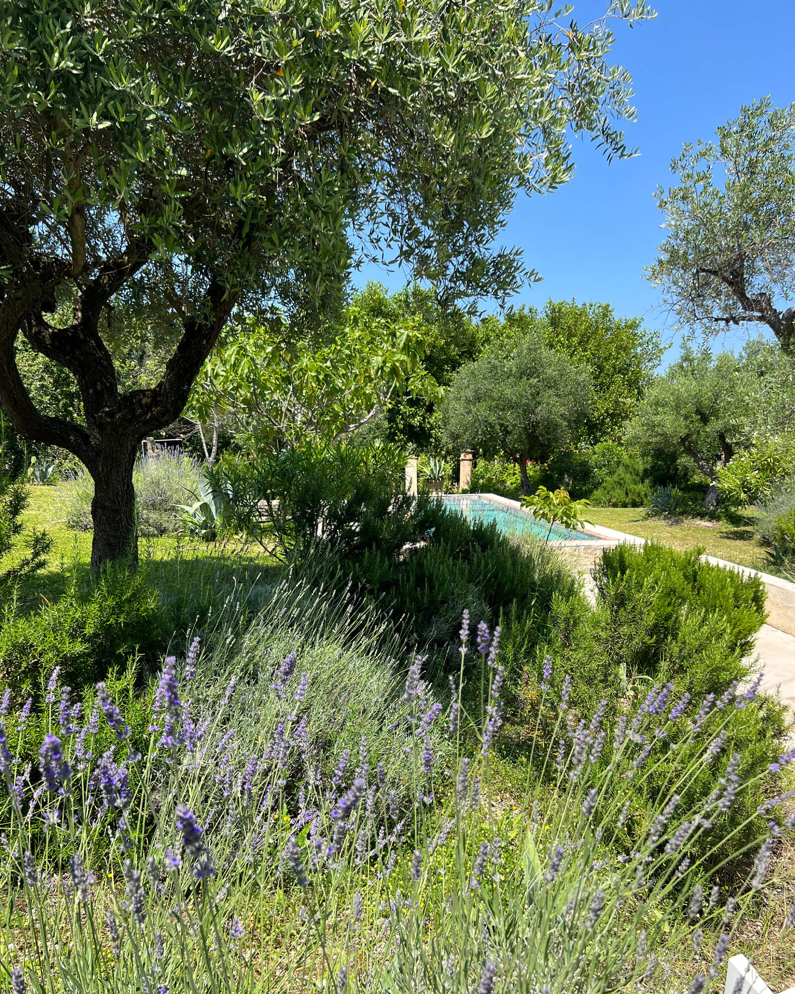 jardin avec piscine et oliviers