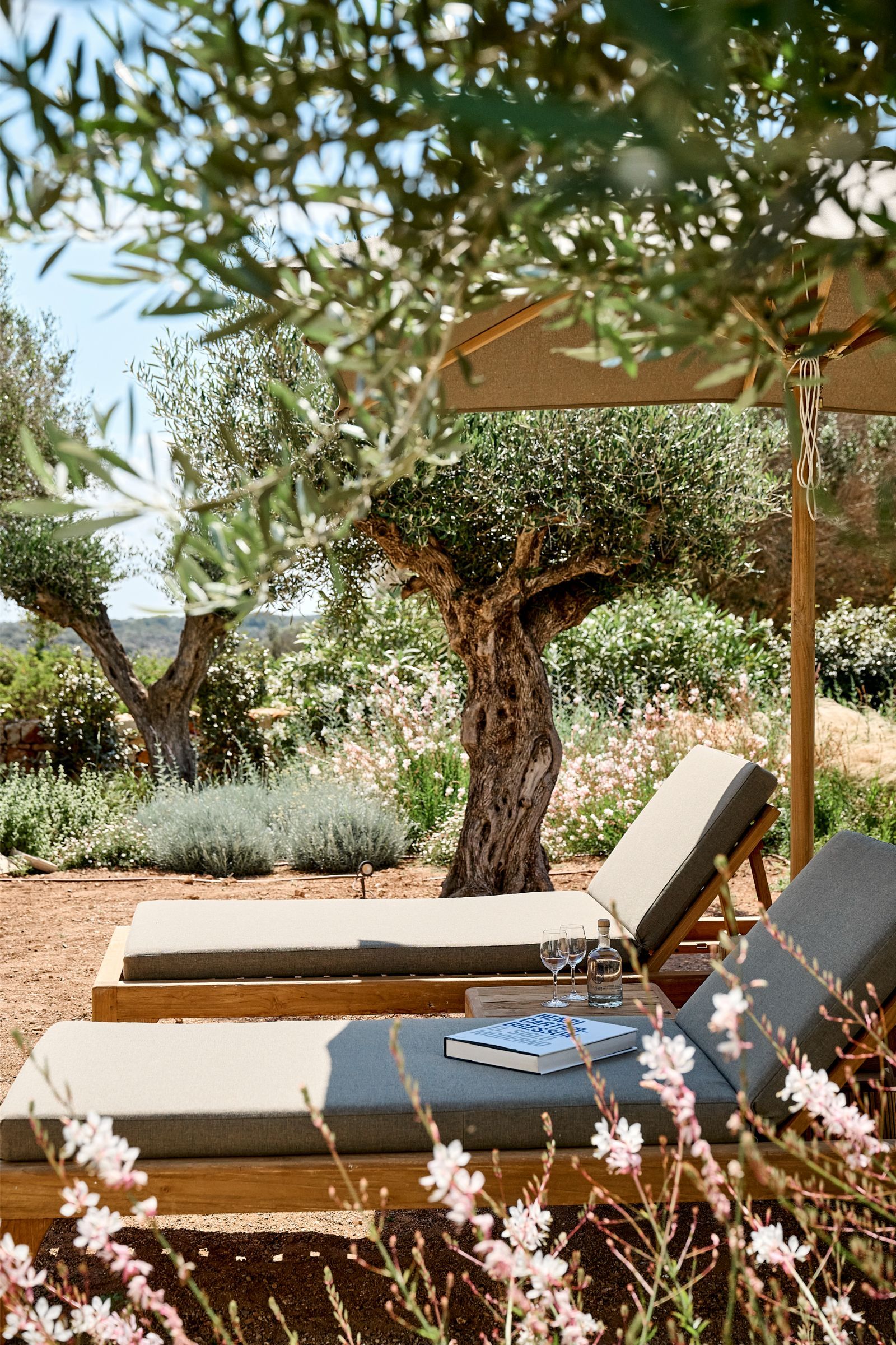 jardin méditerranéen avec oliviers centenaires jardin méditerranéen avec oliviers centenaires