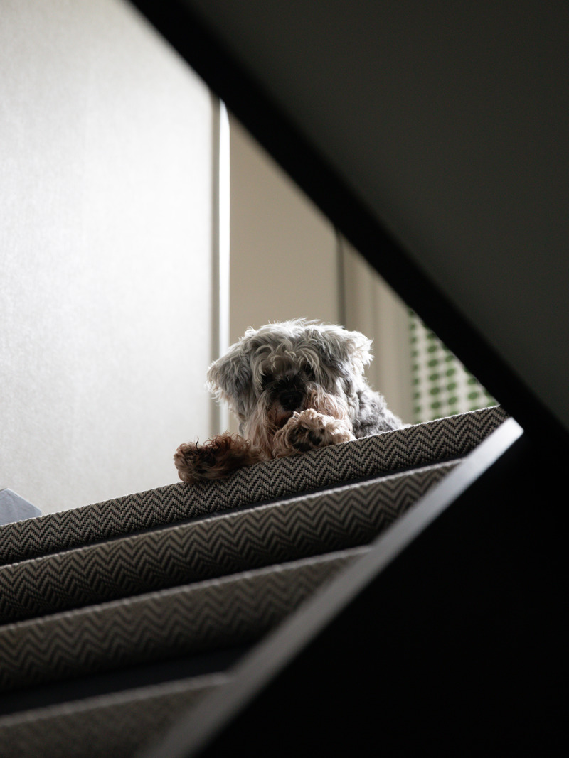 chien en haut d chien en haut d'un escalier