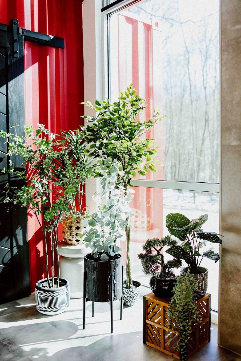 plantes devant baie vitrée