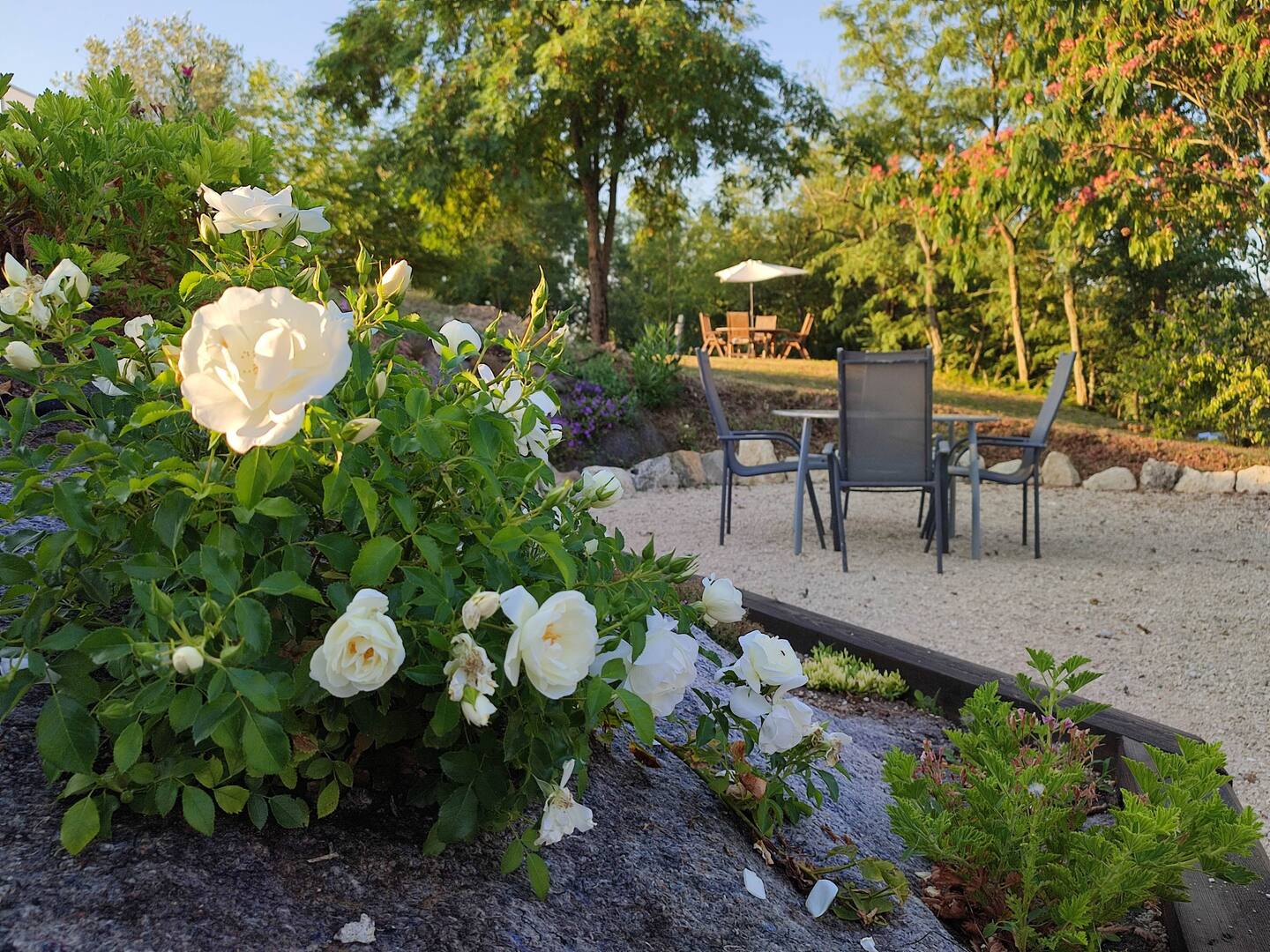 jardin avec rosiers jardin avec rosiers