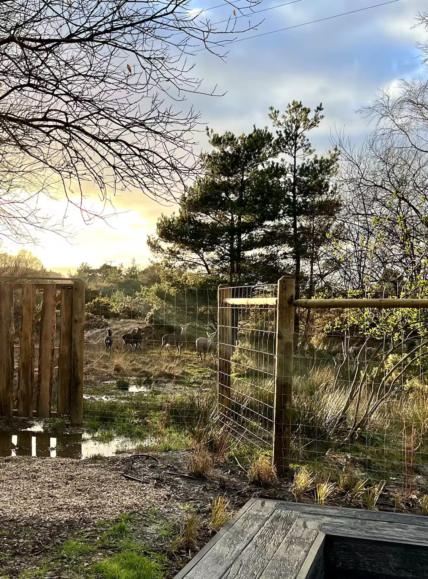 jardin avec bassin naturel jardin avec bassin naturel