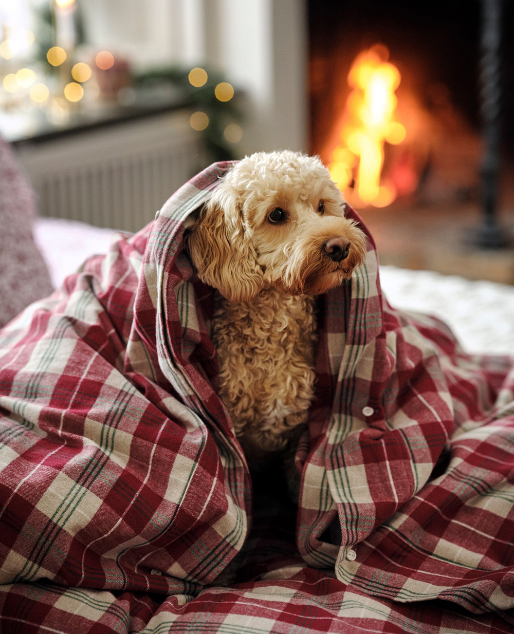petit chien sur lit petit chien sur lit