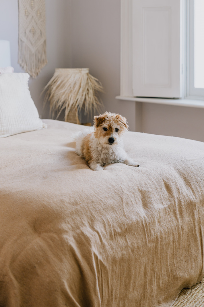 chien sur lit