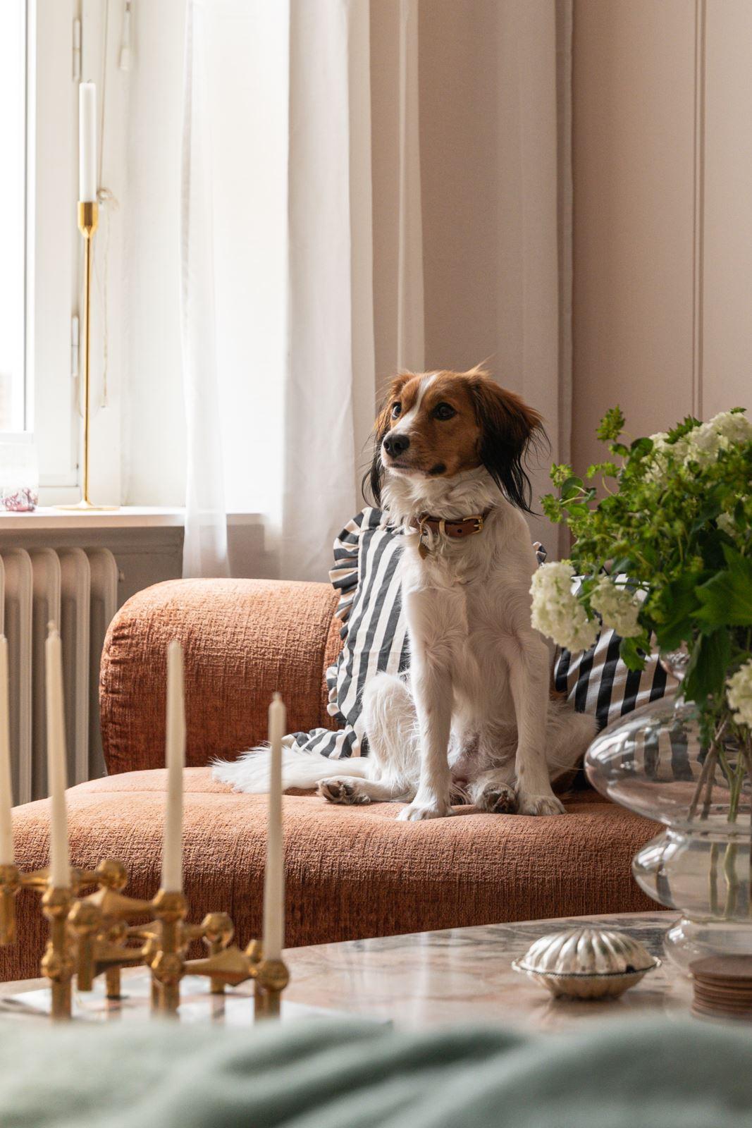 chien sur fauteuil épagneul breton
