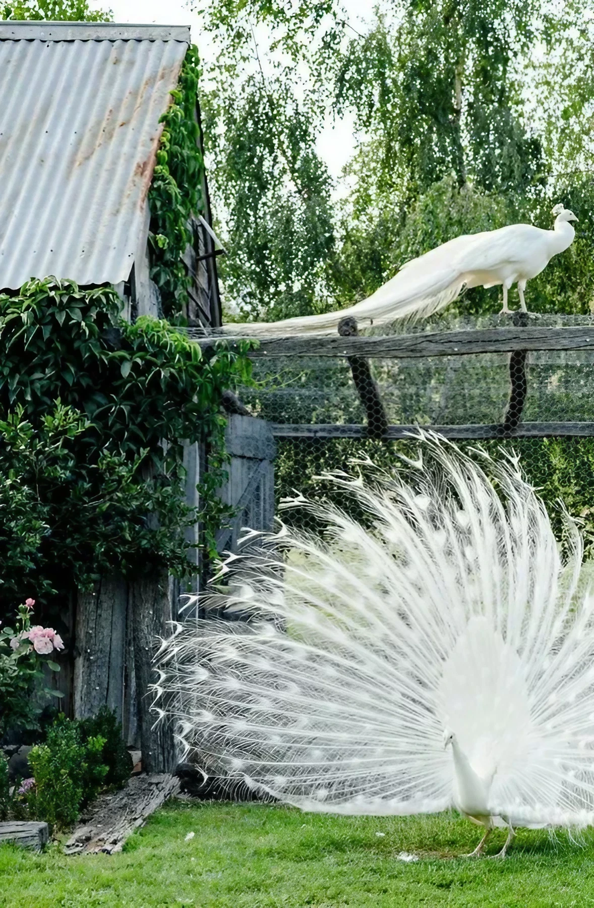 paon blanc dans jardin Rosedale Farm paon blanc dans jardin Rosedale Farm