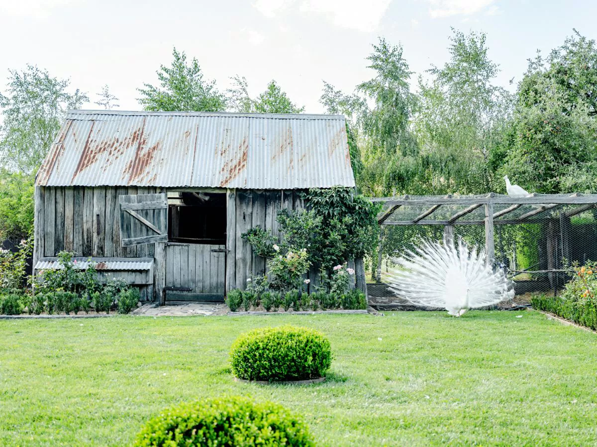 jardin avec paon blanc Rosedale Farm jardin avec paon blanc Rosedale Farm