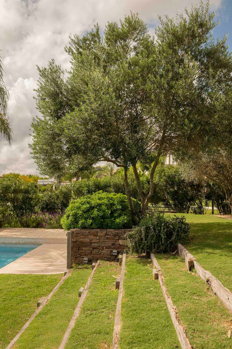 jardin avec piscine et olivier jardin avec piscine et olivier