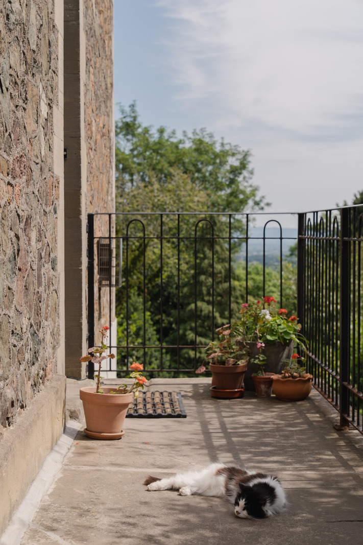 balcon avec chien qui dort balcon avec chien qui dort