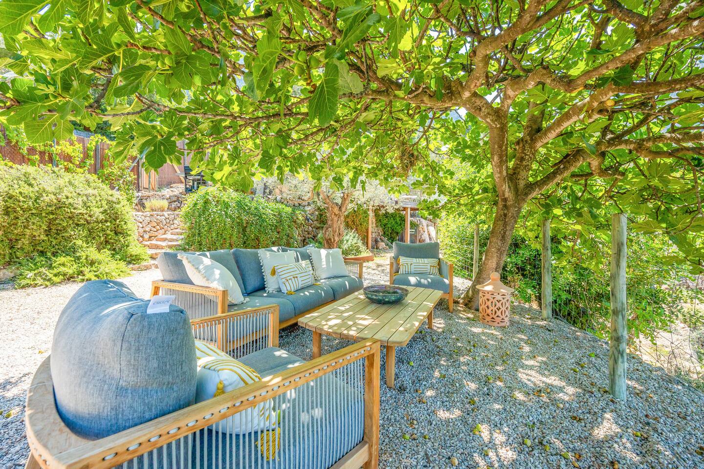 jardin avec figuier maison en pierres Majorque Els Abats jardin avec figuier maison en pierres Majorque Els Abats