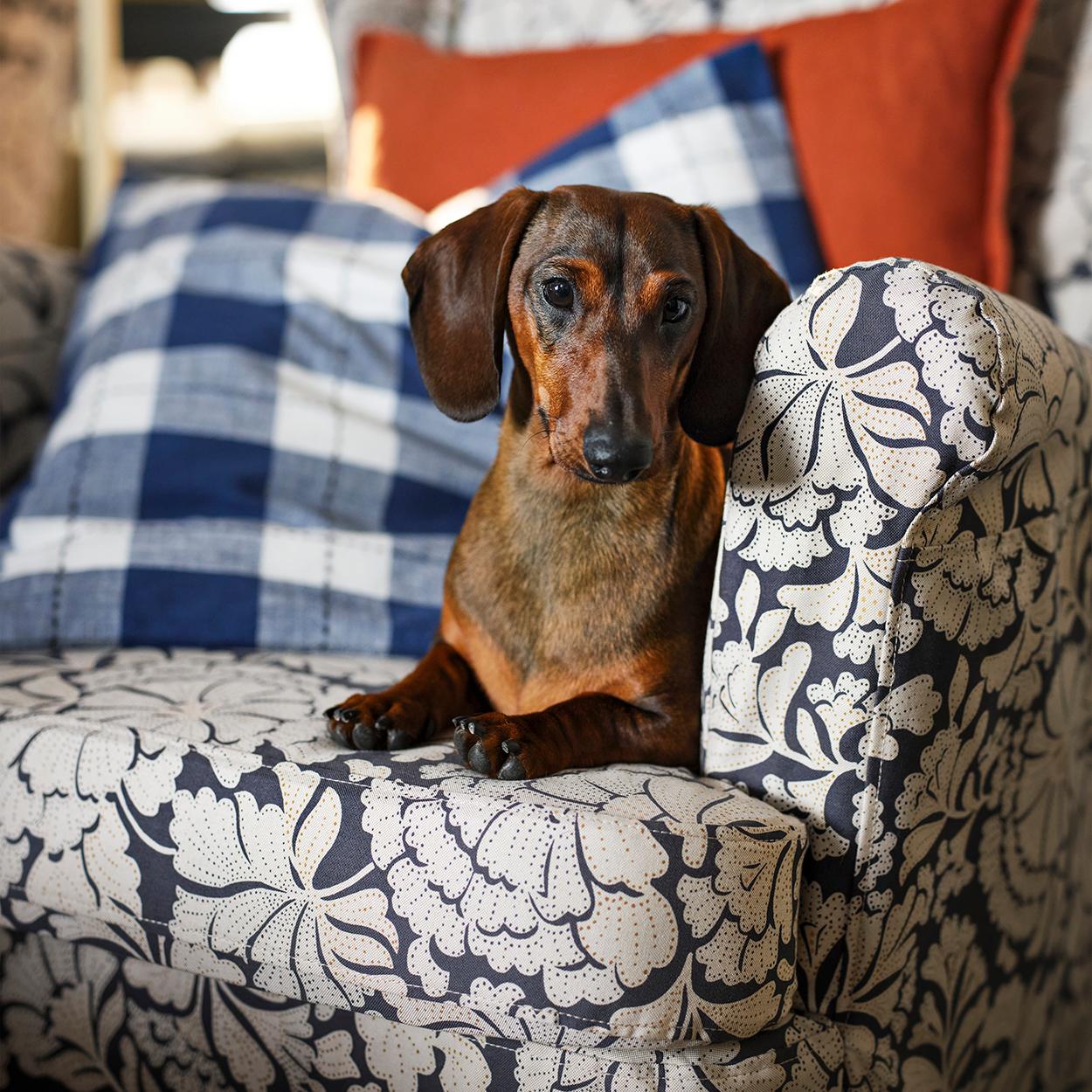 fauteuil avec chien fauteuil avec chien